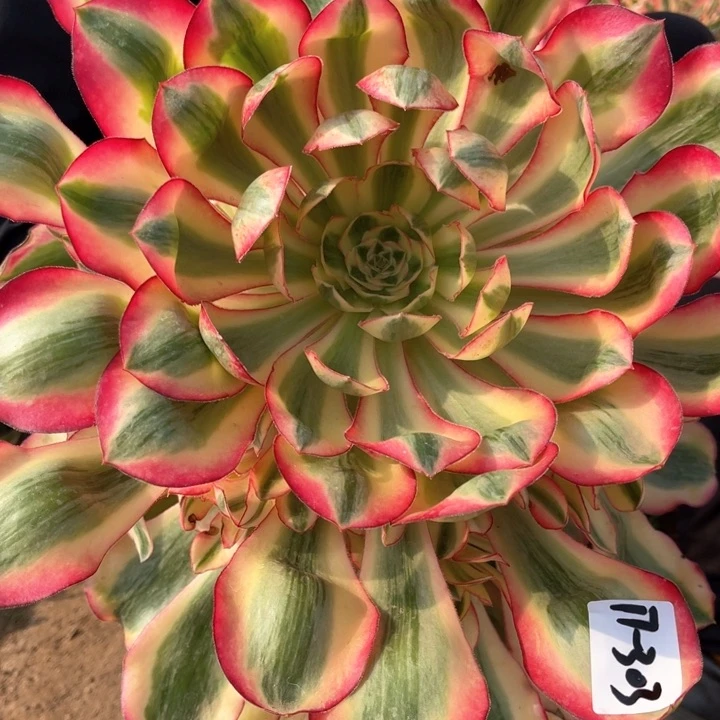 ?***明303爱丽丝多肉植物之余