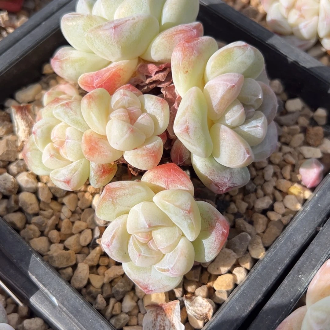 5头老桩冰玉哈哈哈