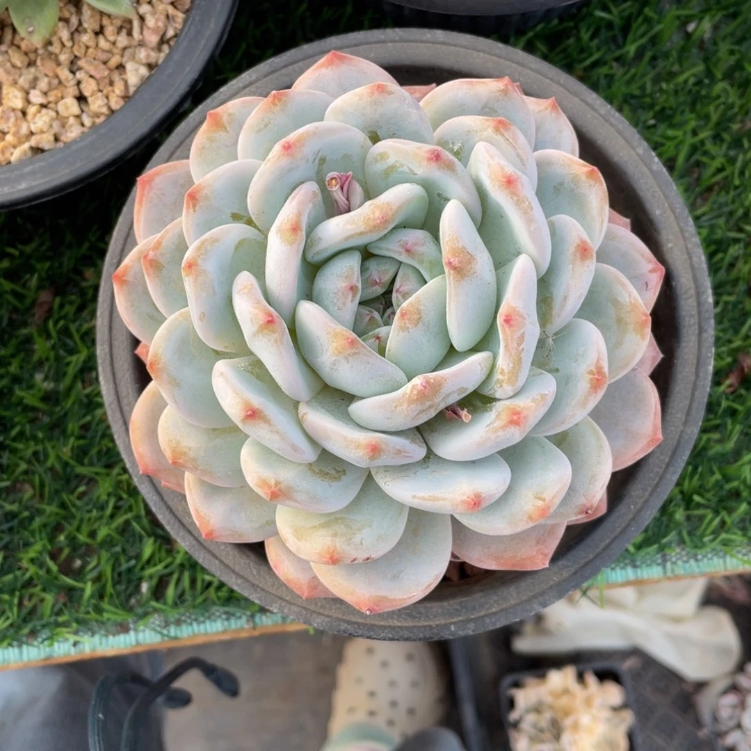 不****余橙梦露冠幅12 公分一物一拍