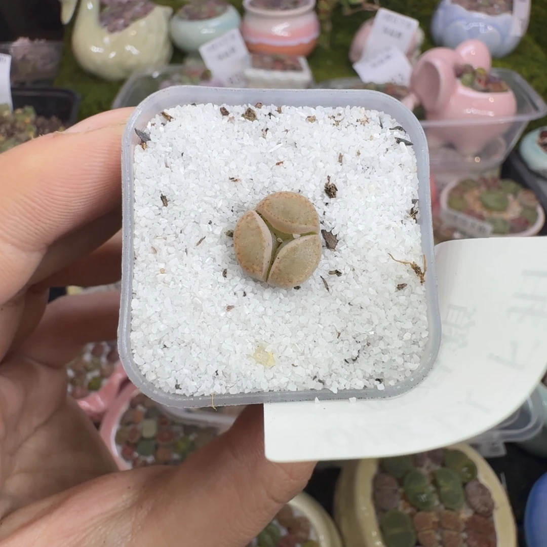 多肉葡萄干和水果790