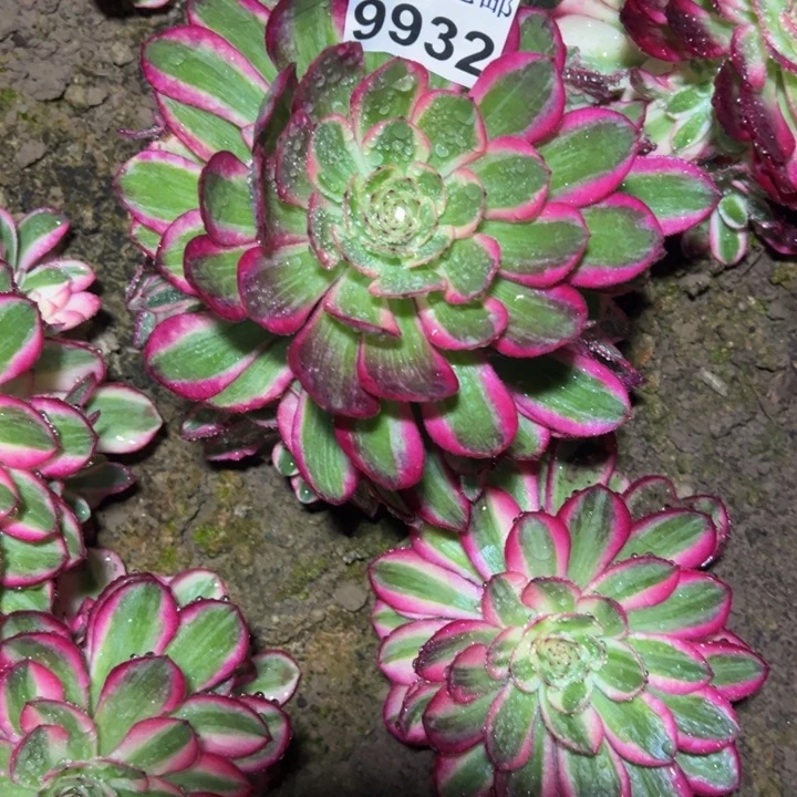 9932南荔枝多肉植物