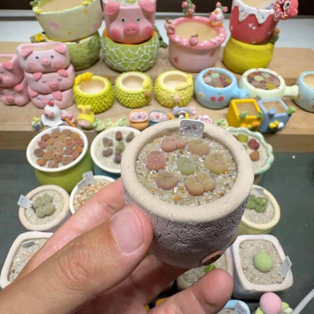蘑菇242空卡佛彩拼