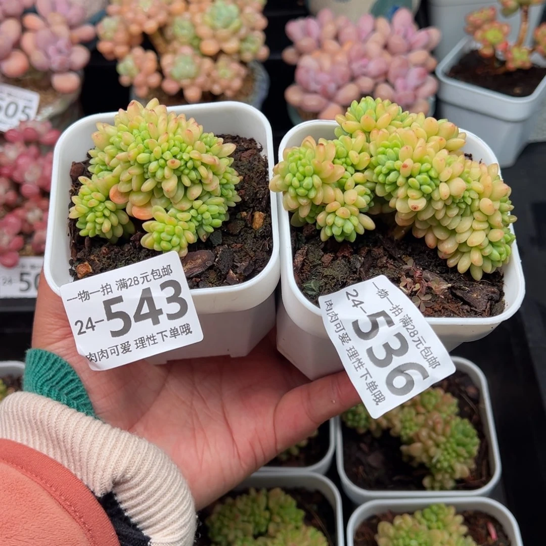 M****J香格里拉多肉多肉多肉多肉多肉