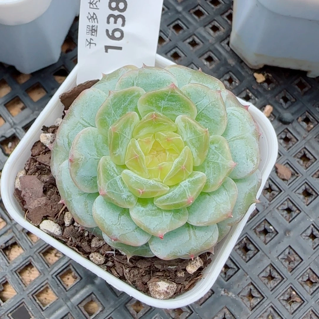 金盏，1638多肉植物