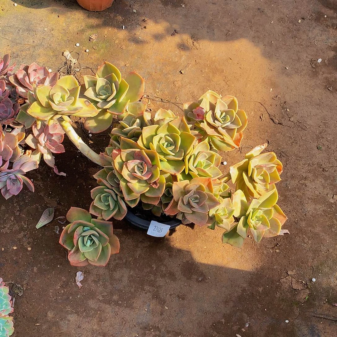 莫***儿鹤氏27028多肉多肉