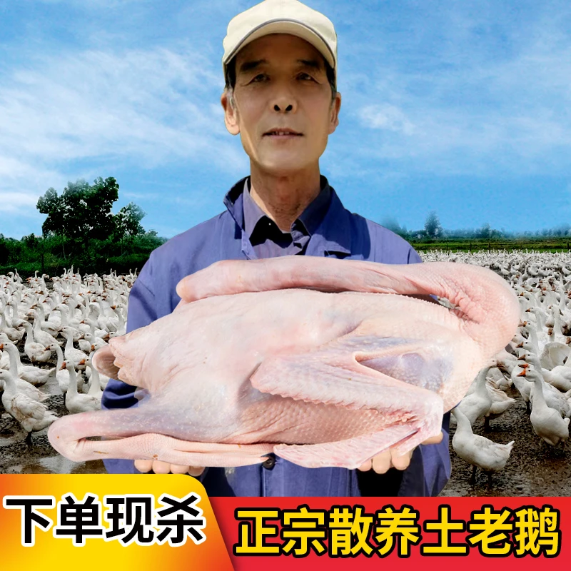 【顺丰/京东包邮/京津冀可发】健康整只生鲜大白鹅 5~6斤现杀现发