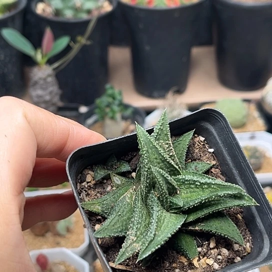 无花朵鬼瓦硬叶十二卷