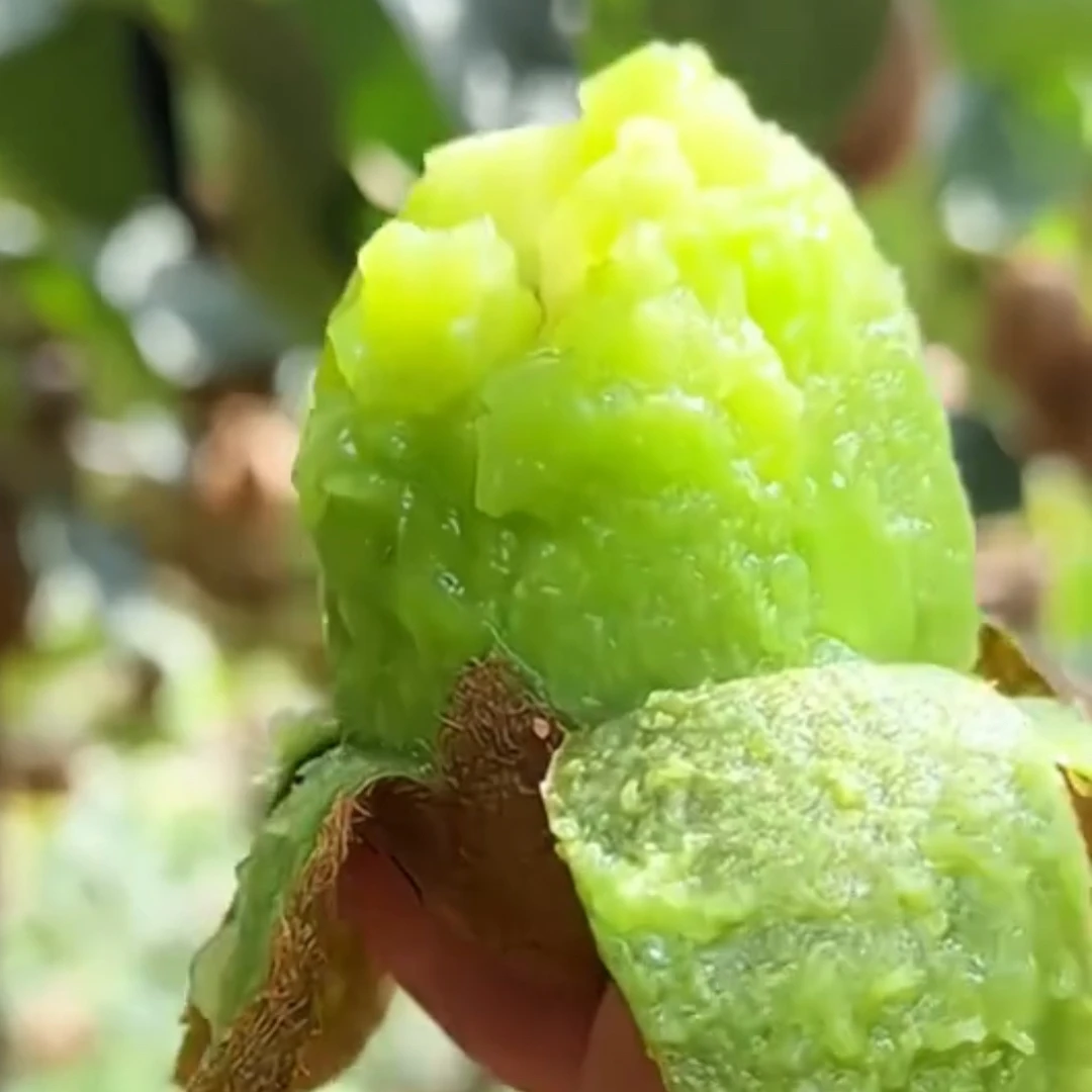 贵阳修文贵长猕猴桃