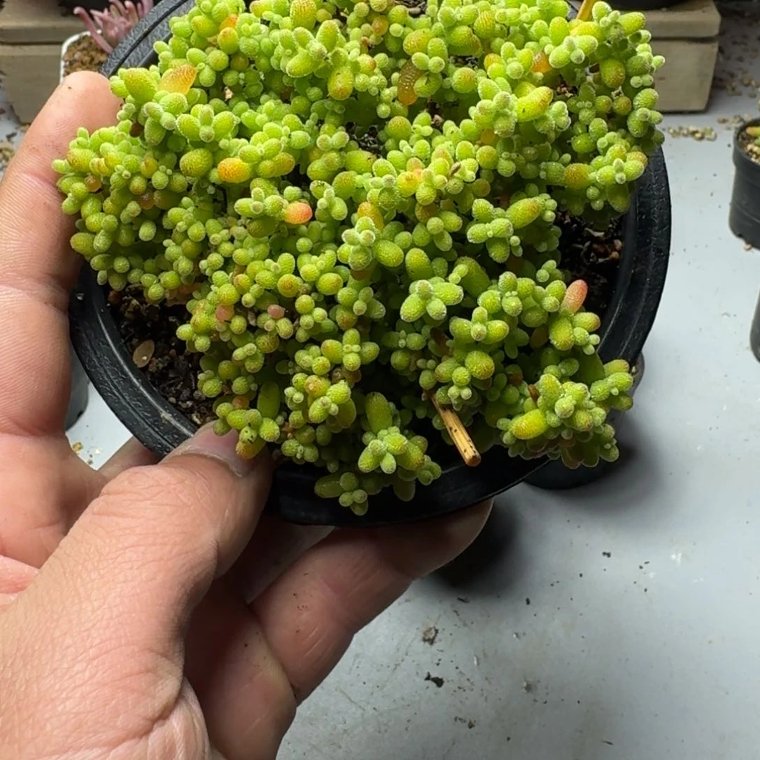 金桔 多肉植物枝干番杏