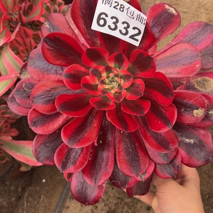 6332美杜莎多肉植物