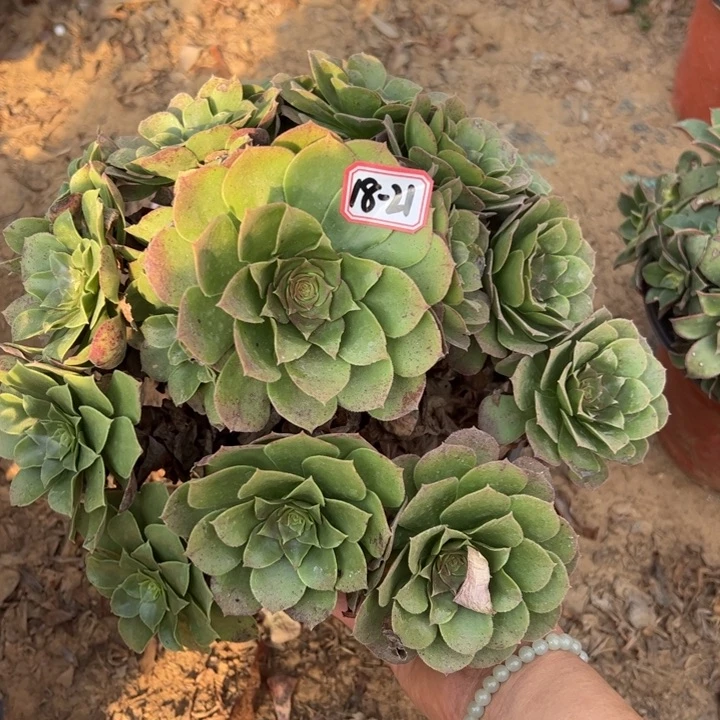 万圣节多肉植物18-21