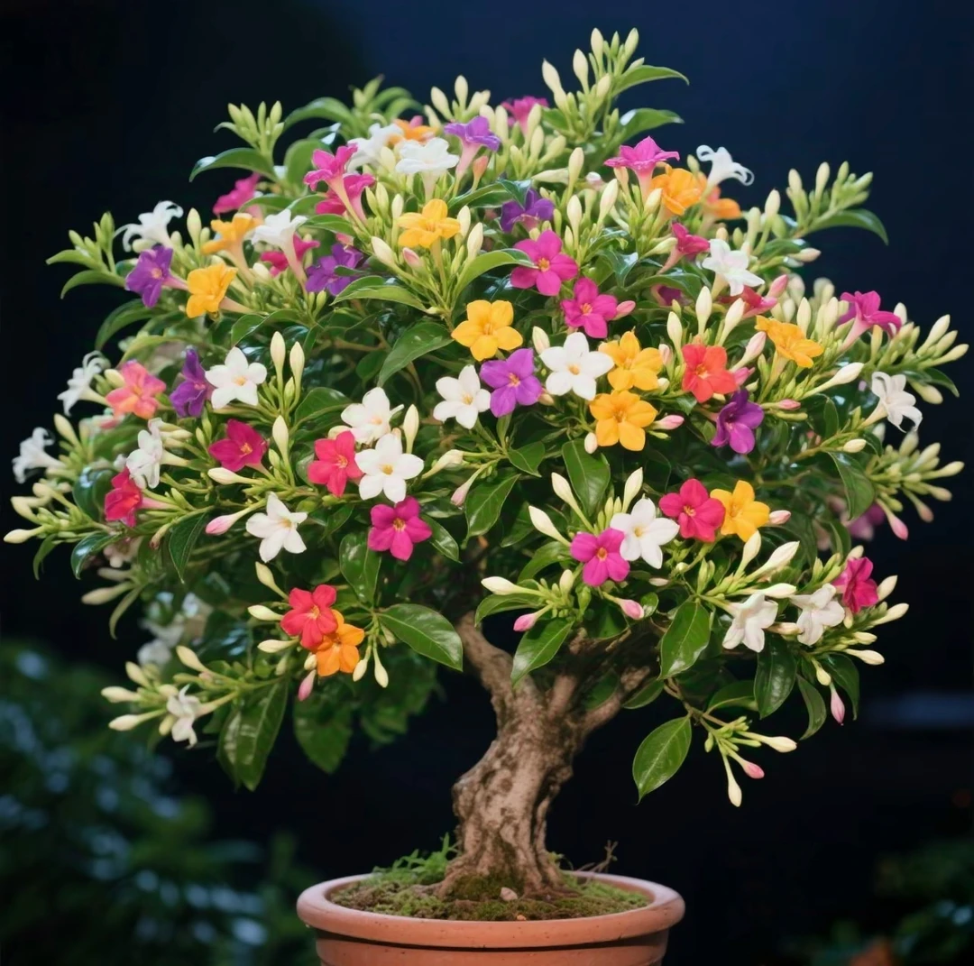 【驱蚊】夜来香花苗绿植盆栽多年生庭院四季易活浓香型花卉植物