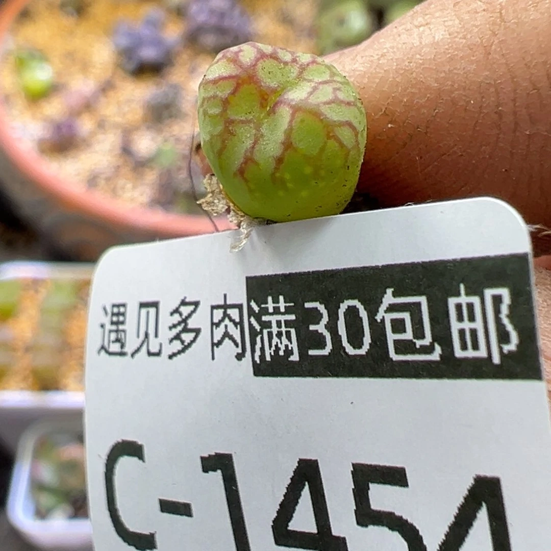 多肉植物1111111111111111