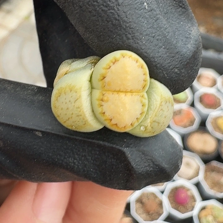 生石花111。   101