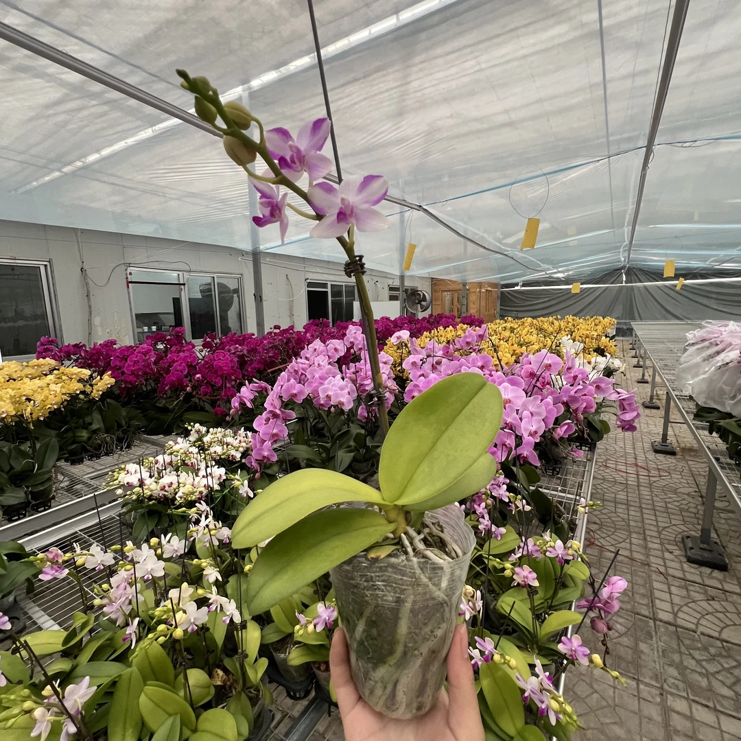 【花之漫】（紫钻）2.8寸杯单剑蝴蝶兰花卉室内阳台桌面盆栽