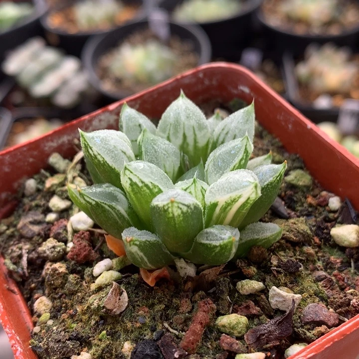 爱心拉丝锦带盆土发货