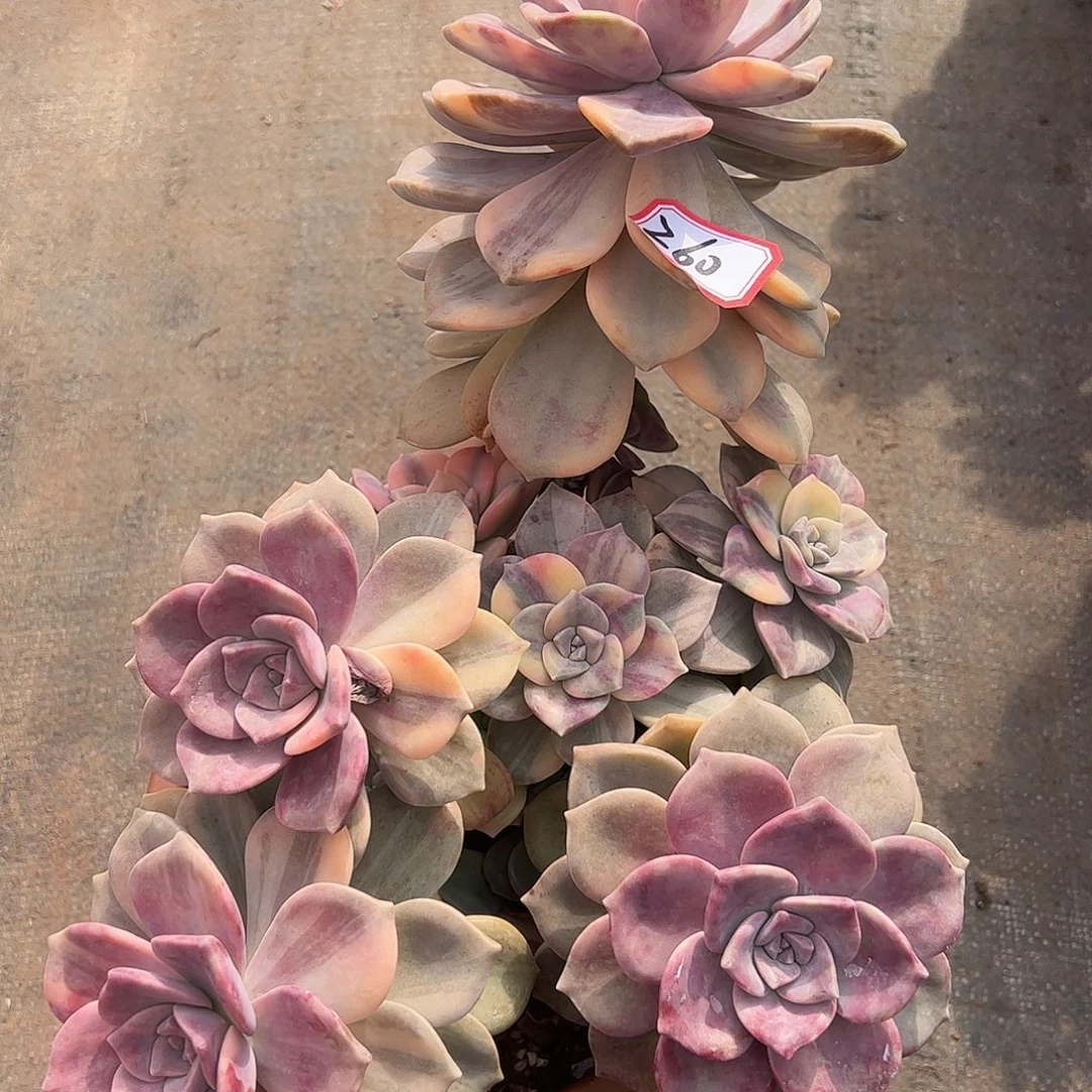 咪***啦260紫乐锦，一物一拍