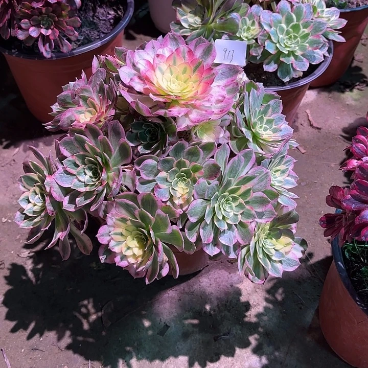 多肉植物海鲜00913