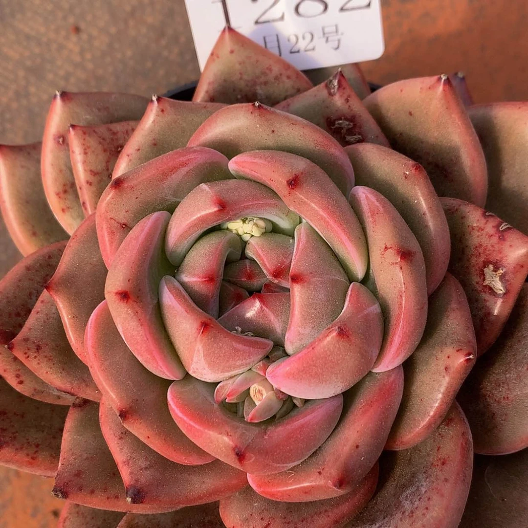 【闪购商品】云1282