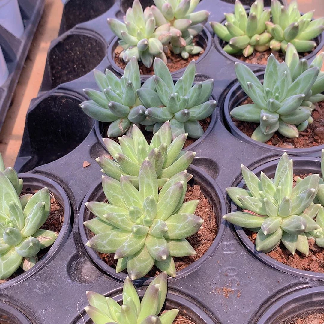 乌拉克拉23456788999009