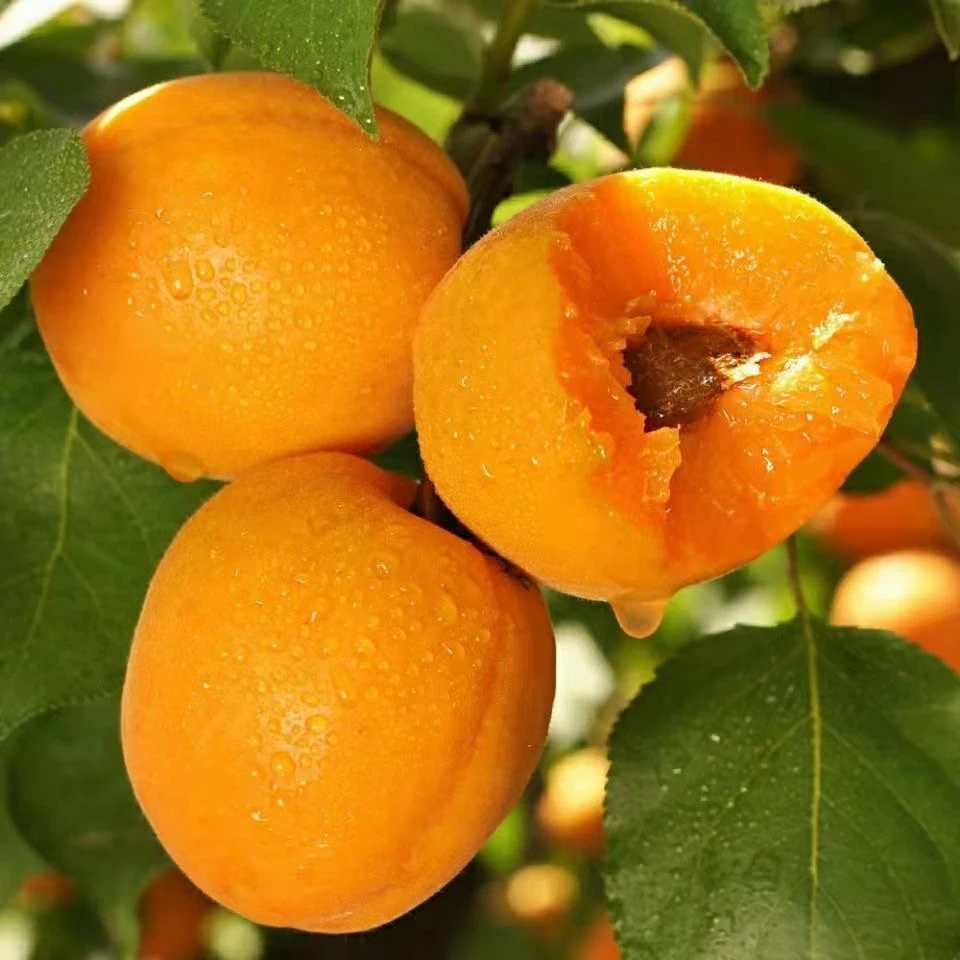 高山老品种旱黄杏五月黄新鲜采摘源头直发