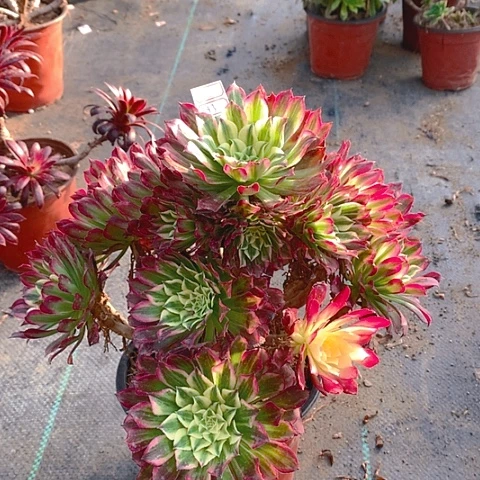 593天河多肉植物