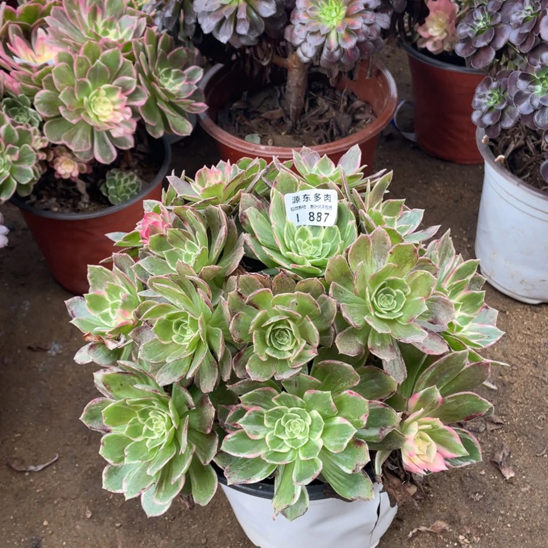 887万花筒多肉法师断枝不包