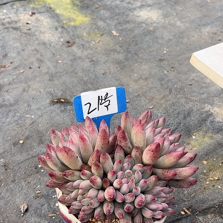 21虞美人一个带盆一个