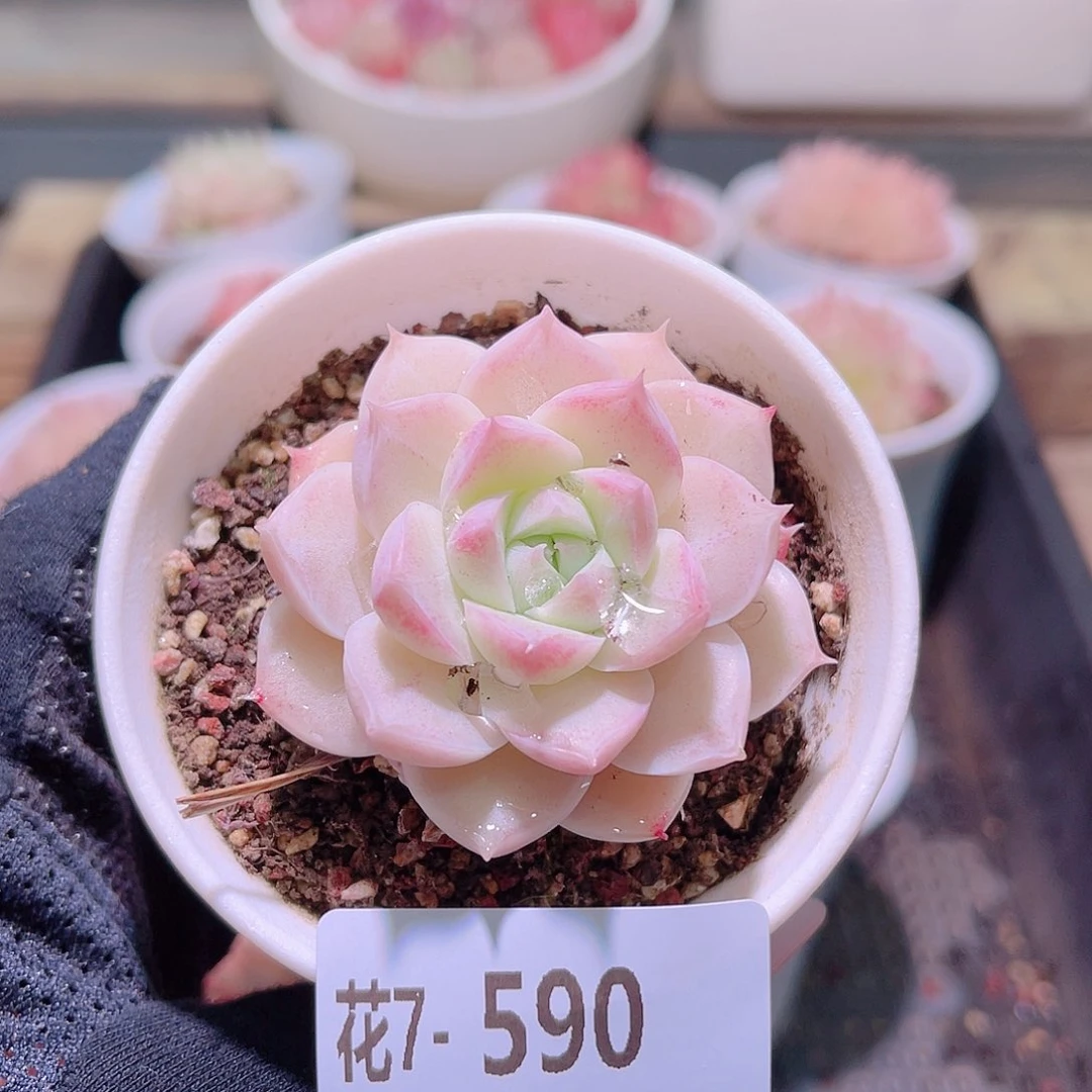 花利美7-590麦秆