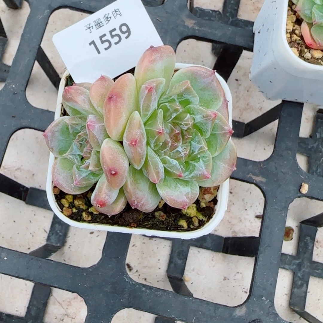 冰魄，1559多肉植物