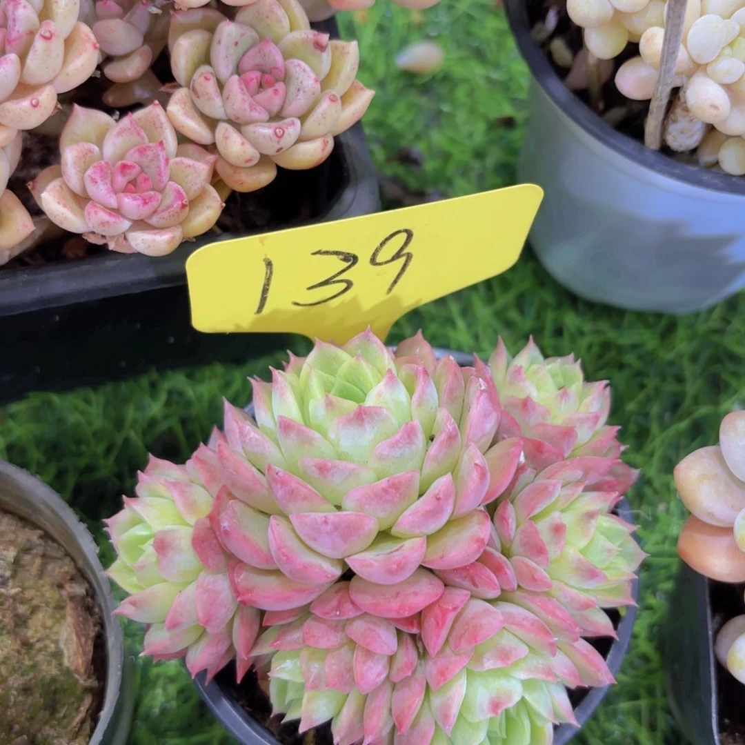 轻**写我的小可爱小可爱们都好