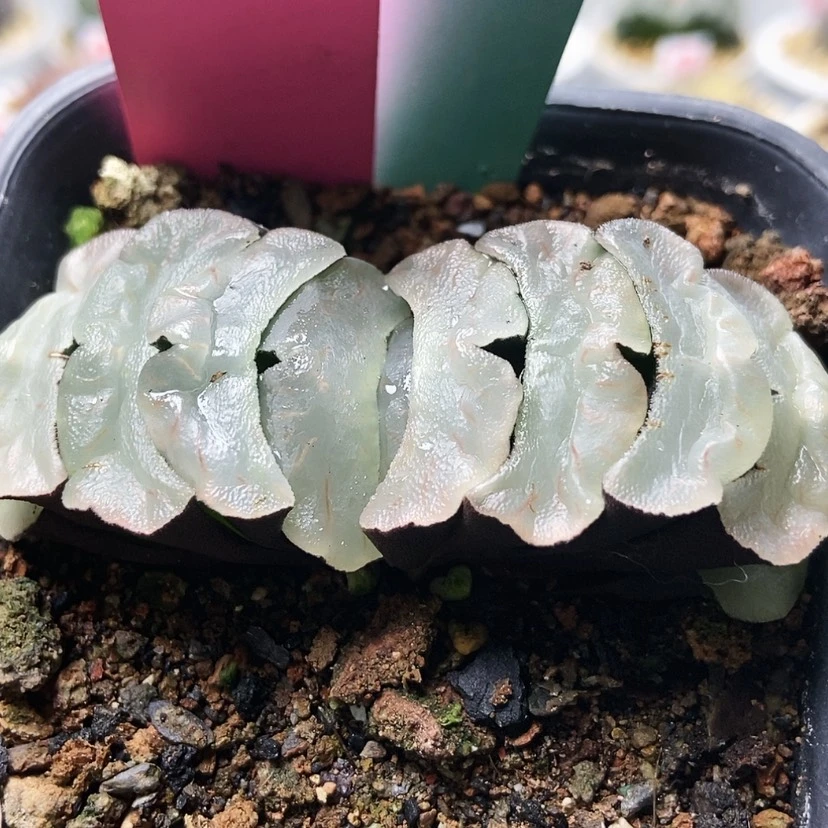 【闪购商品】白瓷71