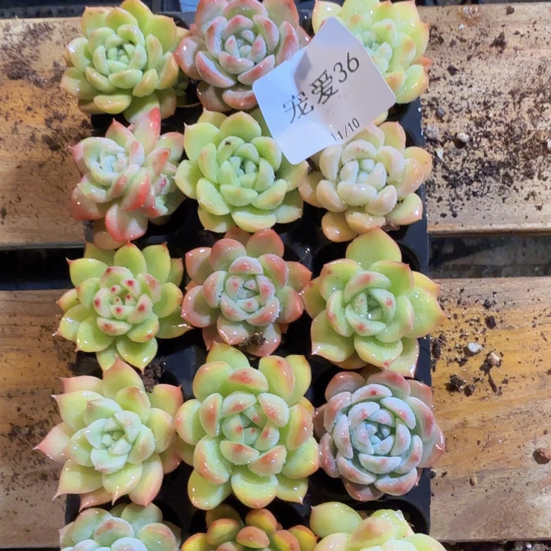 直播福利一物一拍36