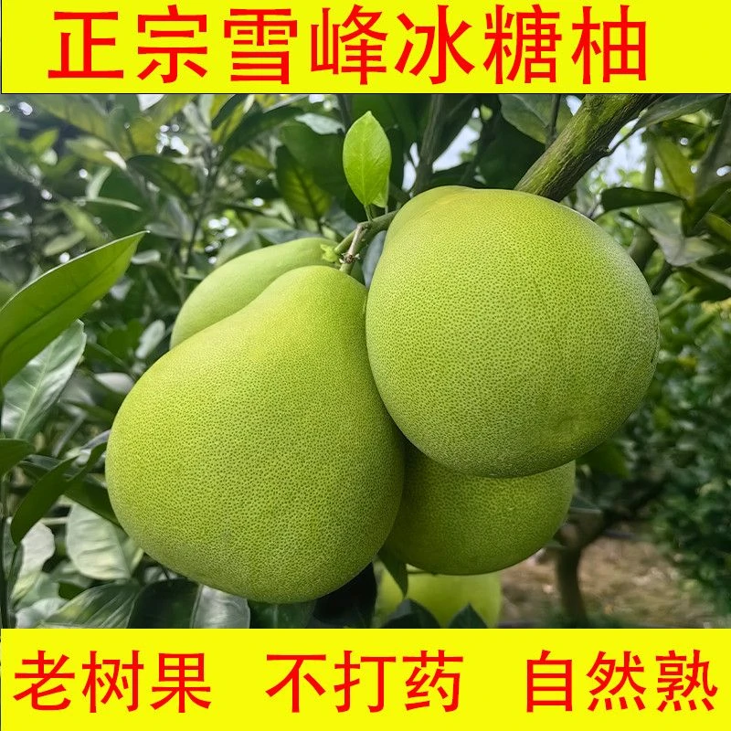 湖南农家老树冰糖柚
