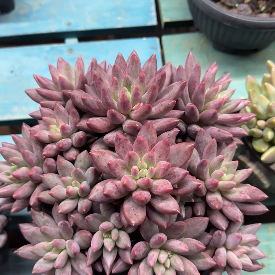 红蜻蜓12头，发货点延迟
