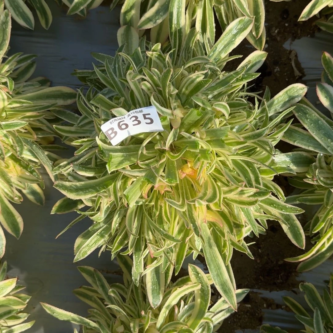 635夕颜多肉植物