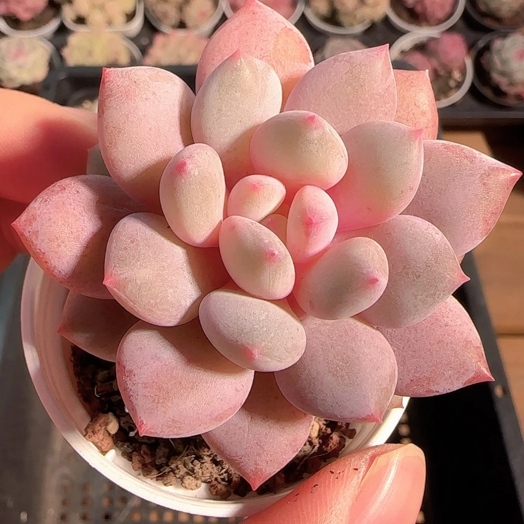 多肉1209-52龙纹麟