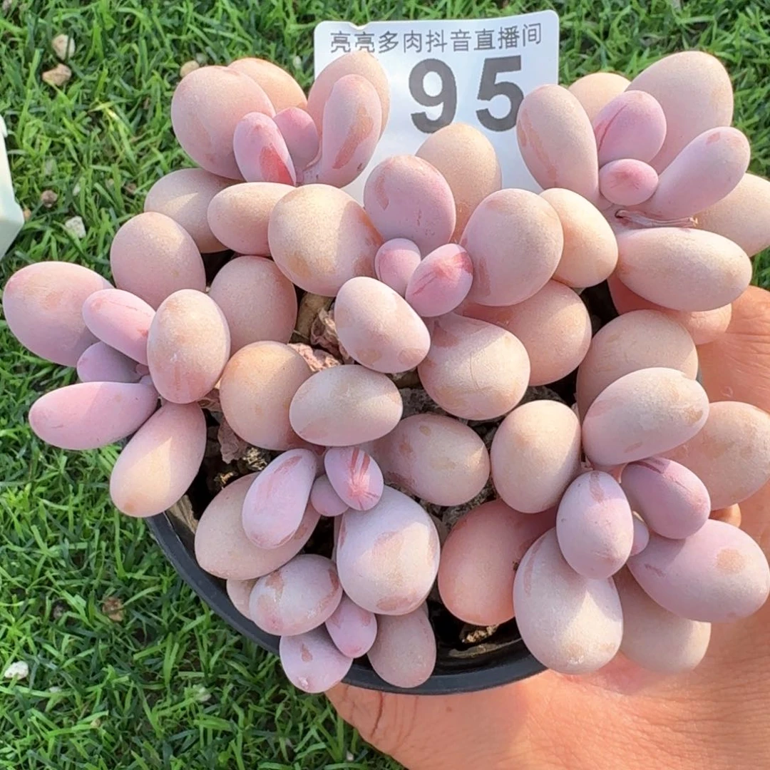 桃蛋老桩         多肉植物