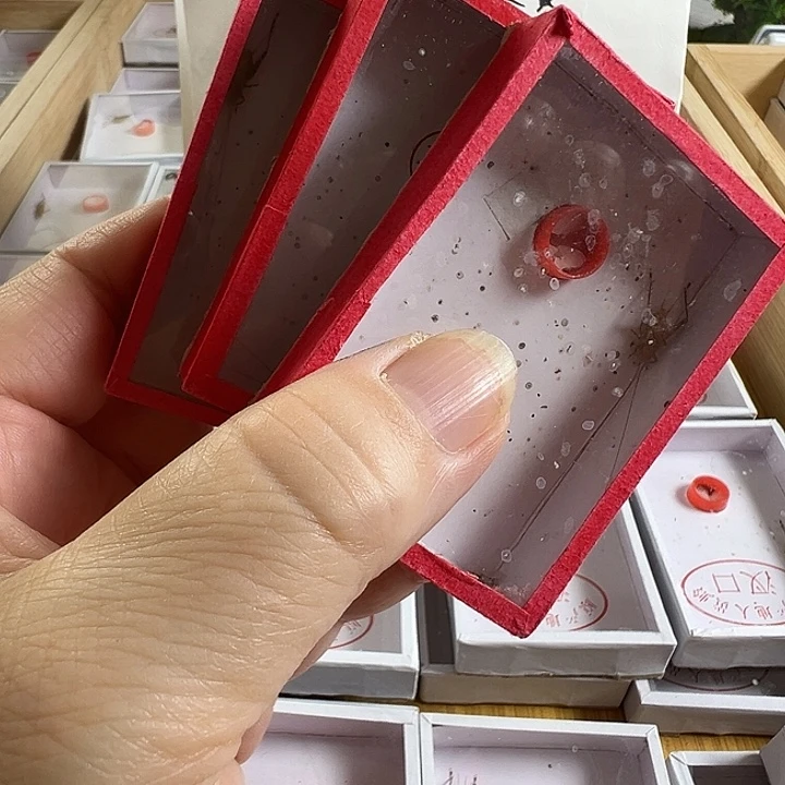 3只石老师的大黄蛉