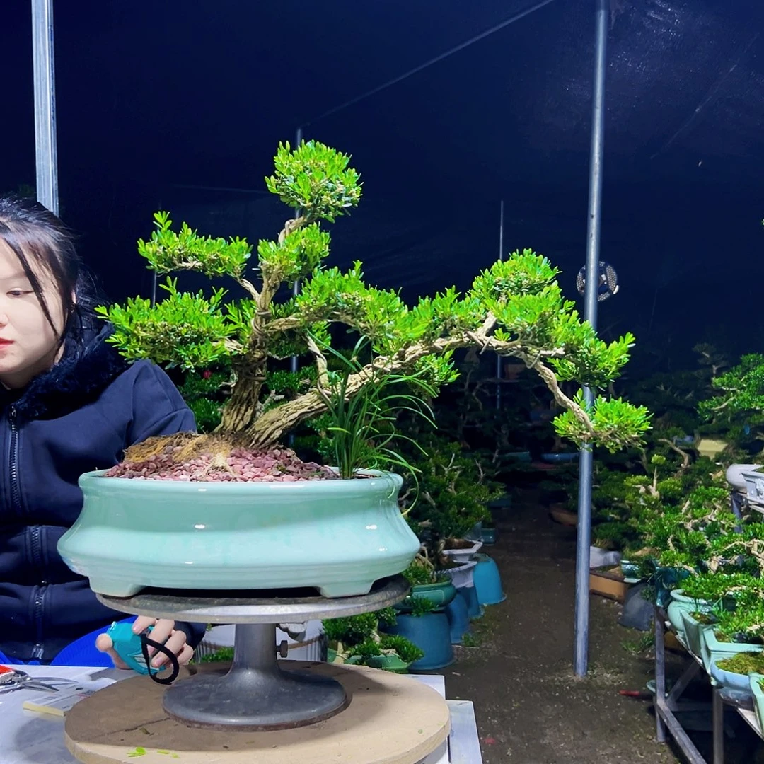 无花朵黄杨木