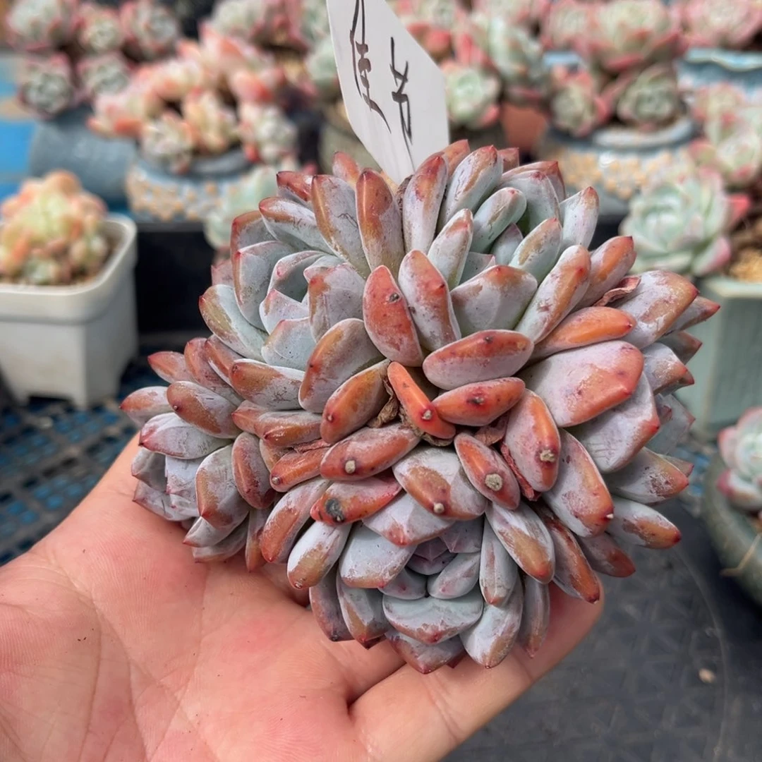 佳节专拍梦露群生老桩