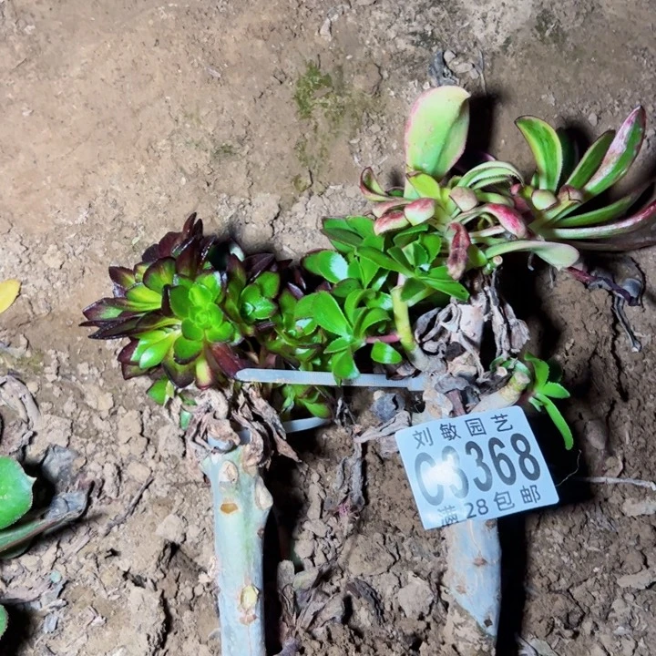 组合法师多肉植物3368