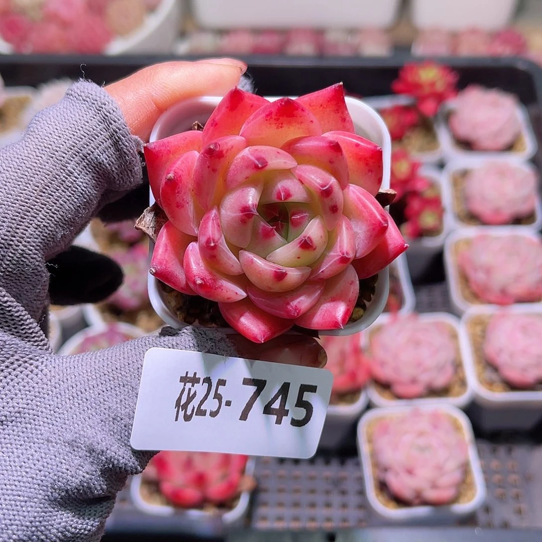 花25-745篝火单头