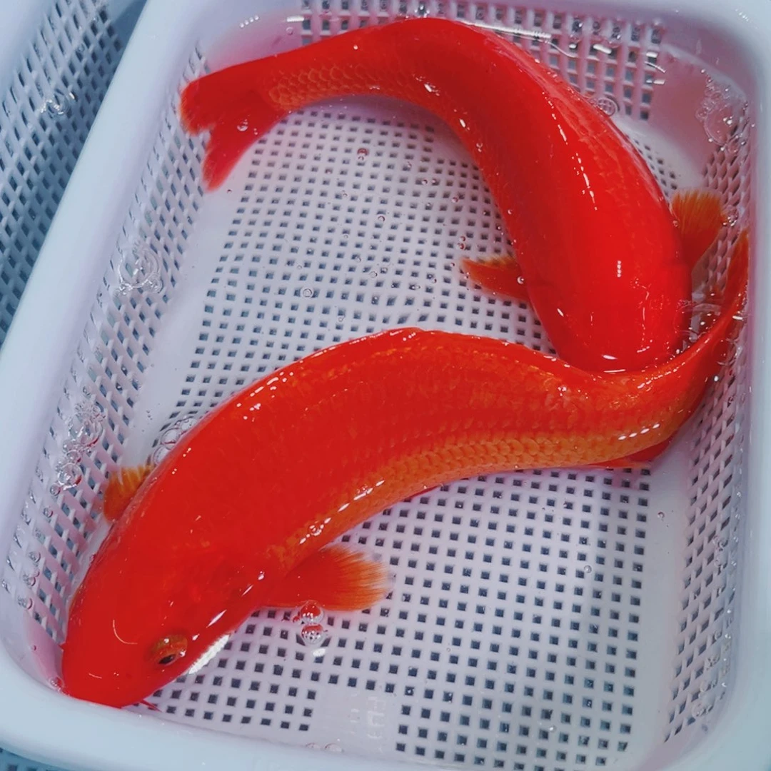 锦鲤锦鲤冷水观赏鱼