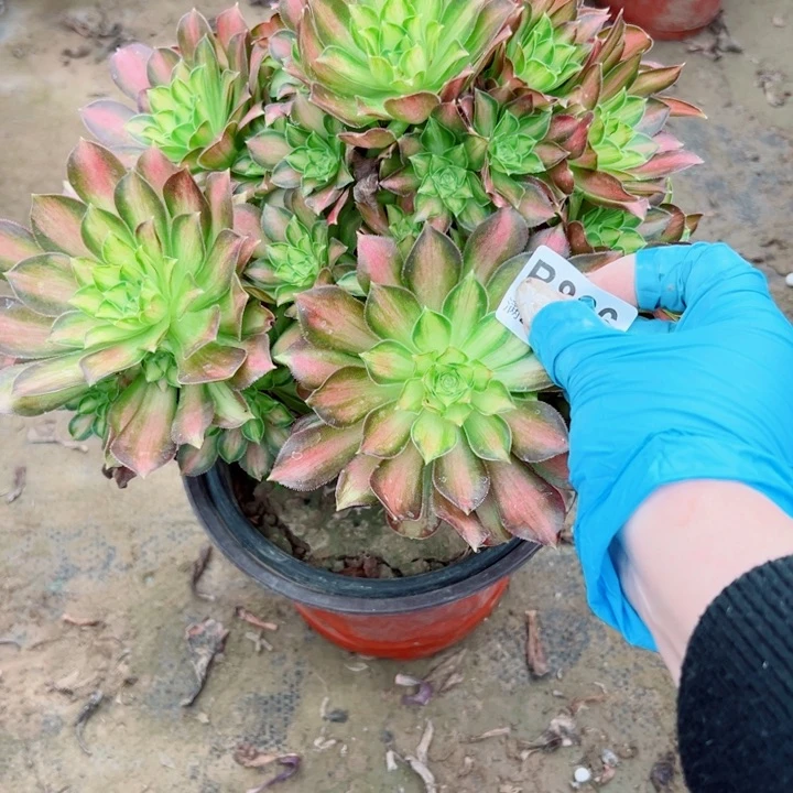 866韶华多肉植物