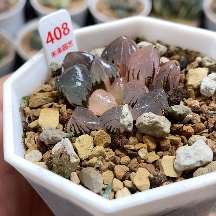 408糯玉露锦一物一拍