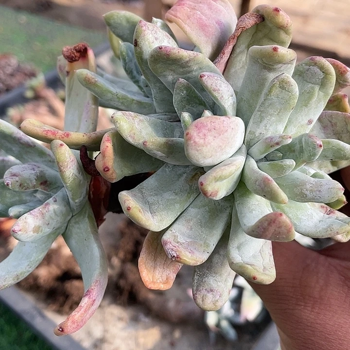 拇指朵朵缀处理福利