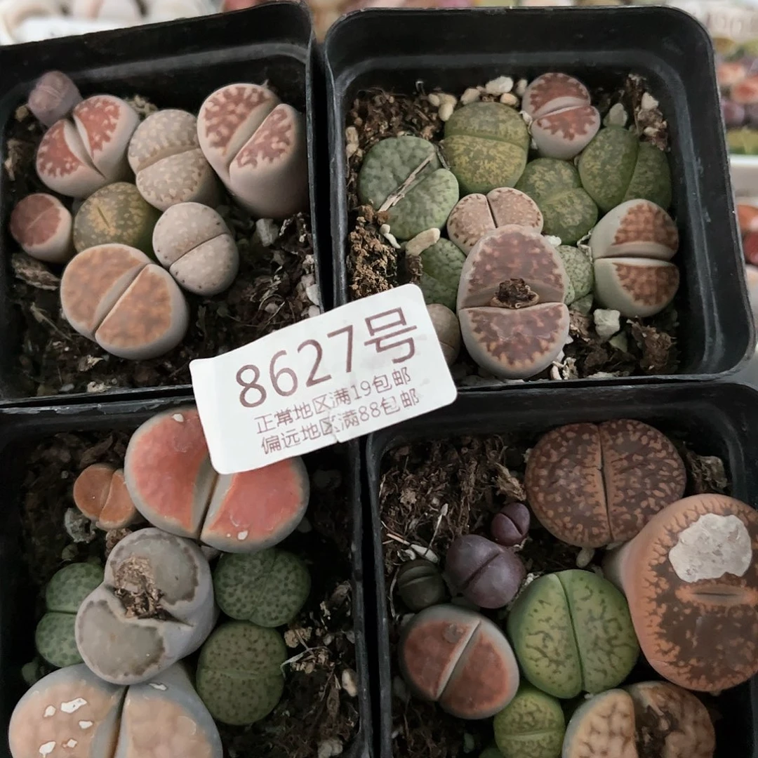 好养易活生石花大母本8627到手4盆有疤有腿