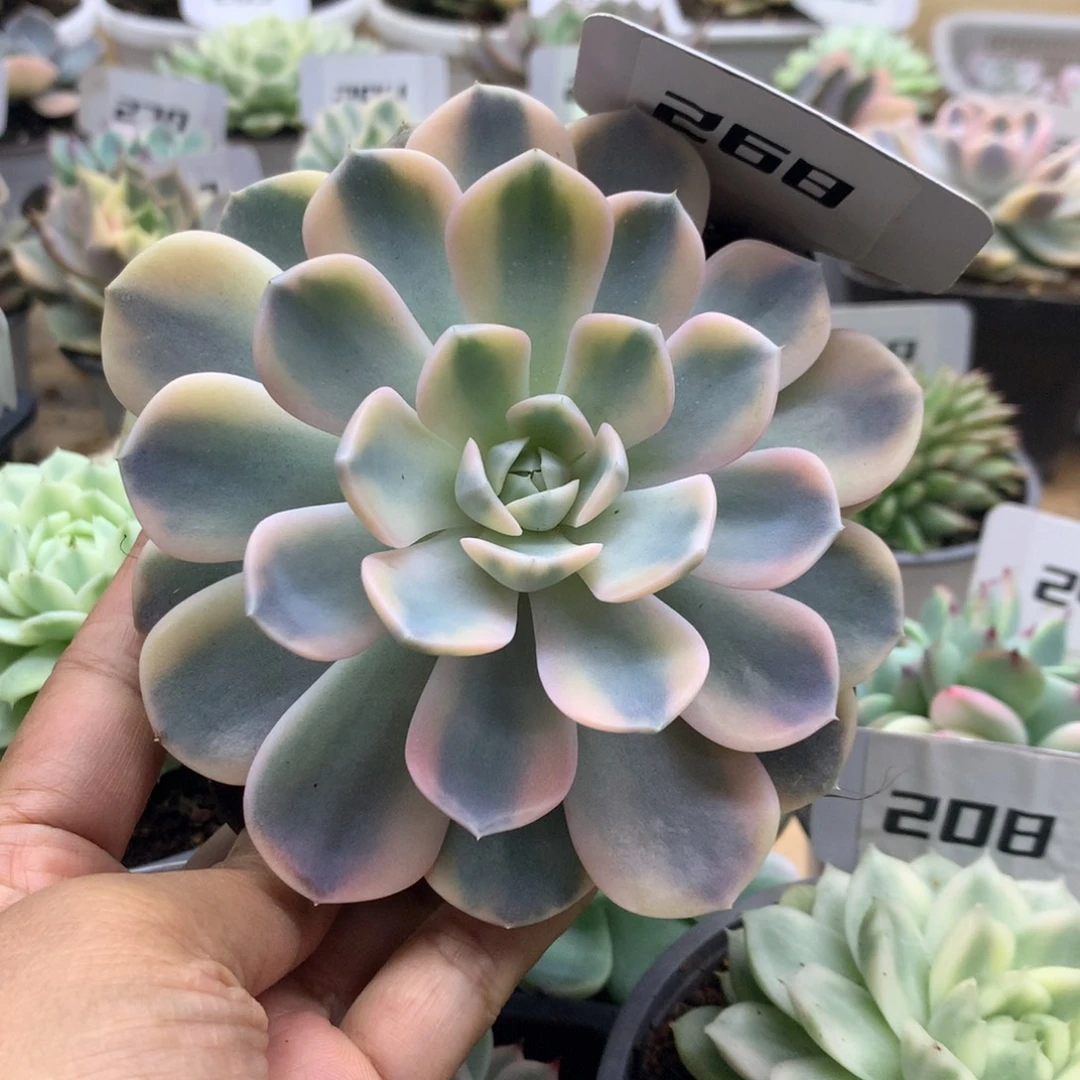 268汉堡锦锦锦锦锦锦