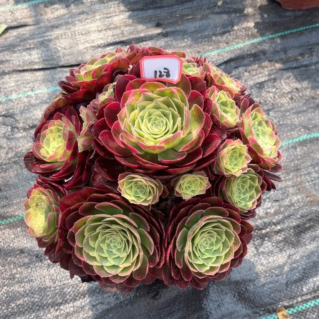 无花朵128水中月多肉植物